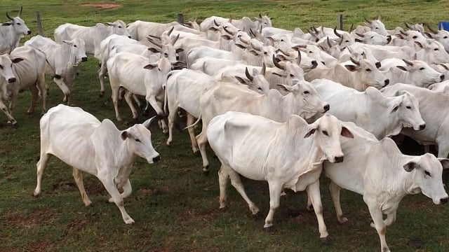 Lote 07