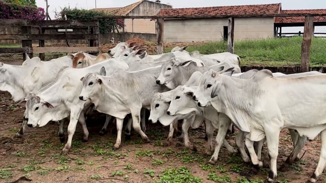 Lote 20