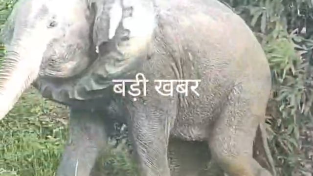 *हाथी के गले से निकाला गया टायर, वन विभाग ने किया रेस्क्यू*
असम के गोलाघाट में