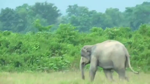 *असम में बच्चों के सामने फुटबॉल से खेलता दिखा जंगली हाथी*

असम के नुमालीगढ़ स्थित बागीधाला टी एस्टेट में एक जंगली