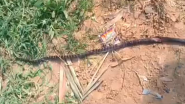 धोरैया में एक ही सांप ने पिता-पुत्र को डसा, दोनों की मौतः सांप को भी मार डाला गया