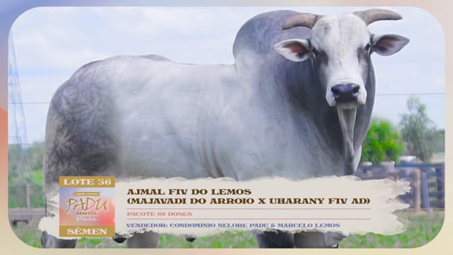 Lote 36