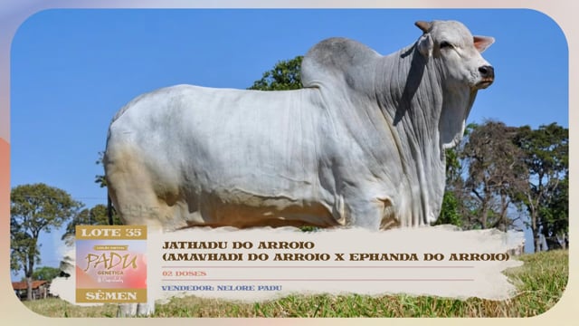 Lote 35