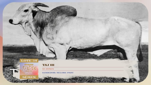 Lote 34
