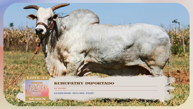 Lote 33