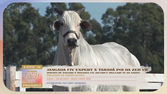 Lote 31