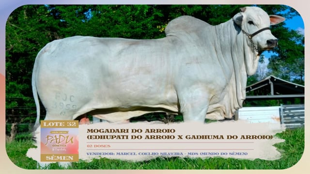 Lote 32