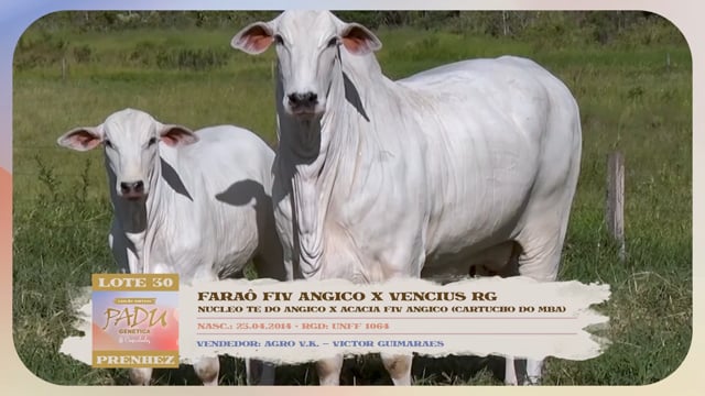 Lote 30