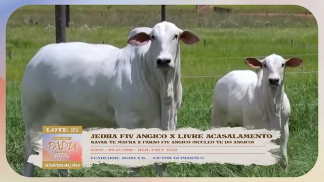 Lote 27