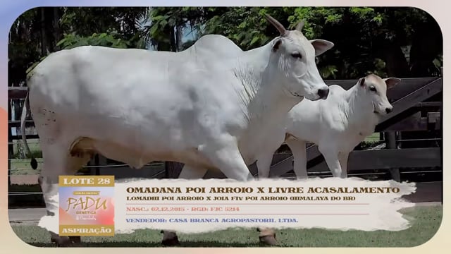 Lote 28
