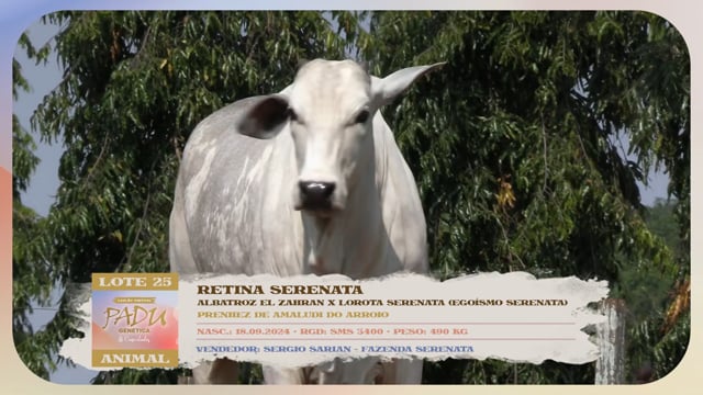 Lote 25