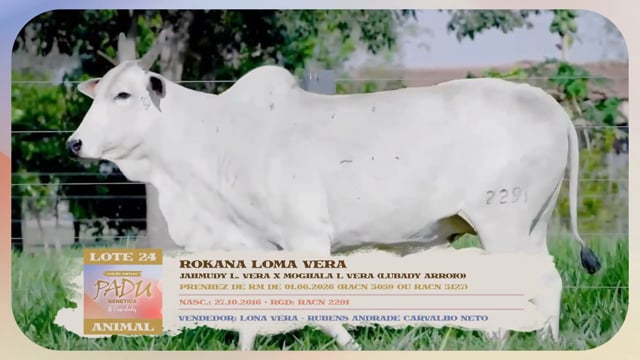 Lote 24