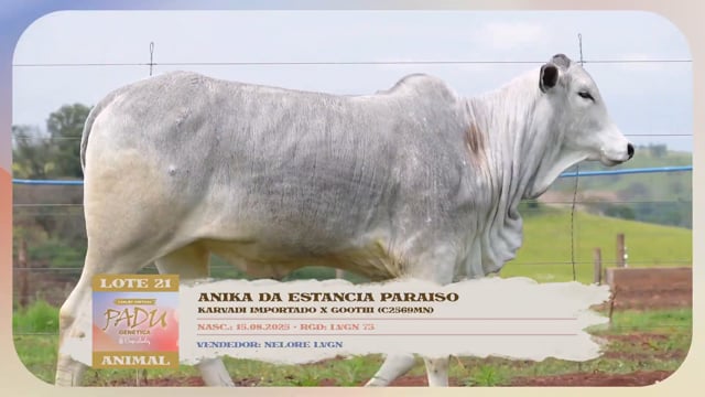 Lote 21