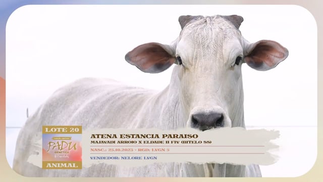 Lote 20