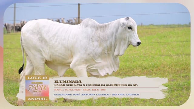 Lote 19