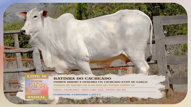 Lote 16