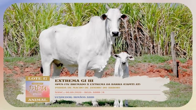 Lote 17