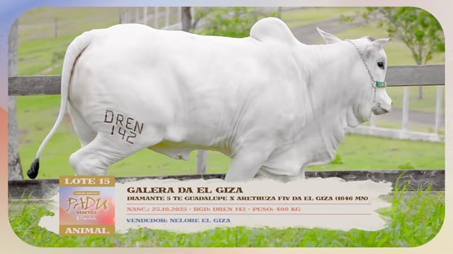 Lote 15