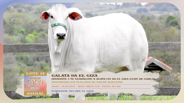 Lote 14