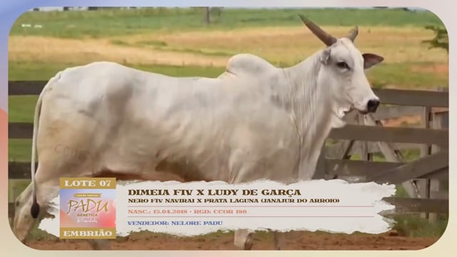 Lote 07