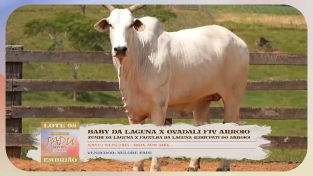 Lote 08