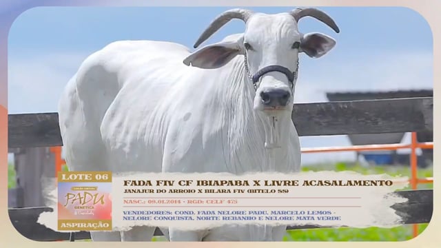 Lote 06