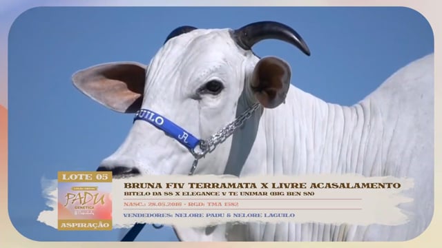 Lote 05