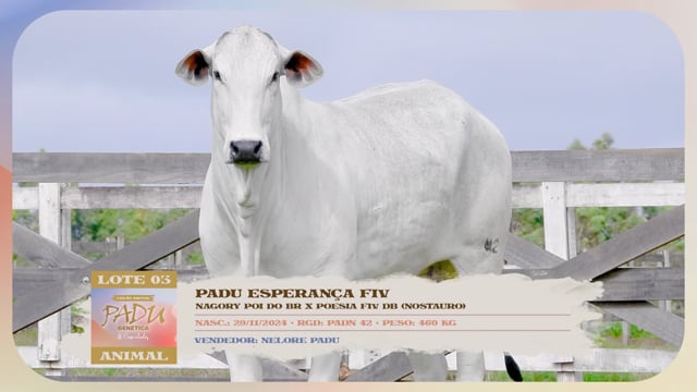 Lote 03