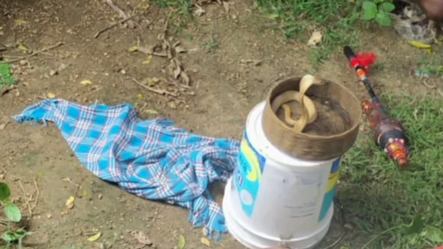 पुंसिया बस्ती में निकला नाग ग्रामीण जुटी भीड़