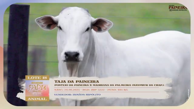 Lote 18