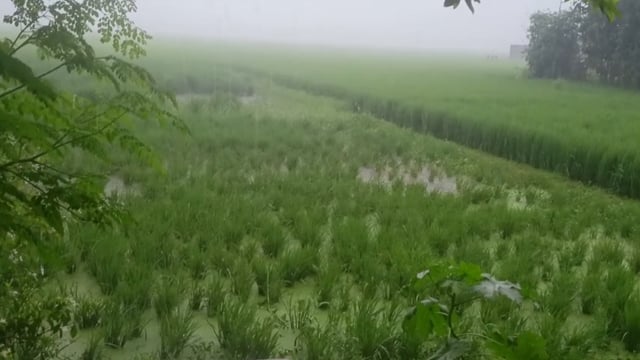 रजौन क्षेत्र में दो दिनों से बारिश होने से किसानों में जगी उम्मीद खाद खरीदारी को लेकर खाद गोदाम पर भीड़ लग रही है