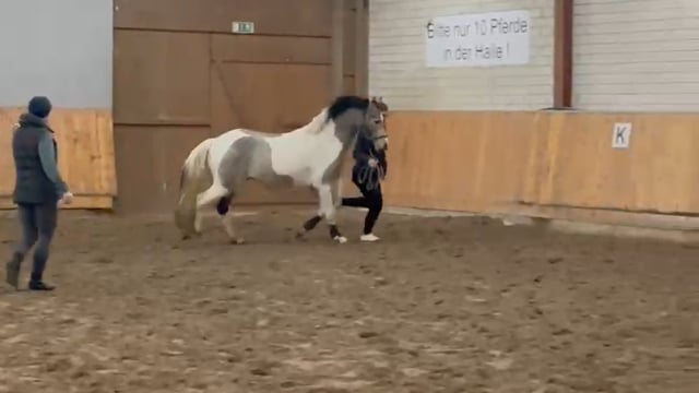 Barbie Dreamhorse Alert! video 1