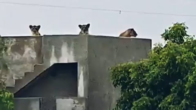 गुजरात में घर की छत पर दिखे 6 शेर, भारी बारिश से बचने पहुंचे
गुजरात के गिर सोमनाथ जिले के झुंड गांव में भारी बारिश के दौरान घर की छत पर एक शेर, तीन शेरनियां और दो शावक आराम करते नजर आए.