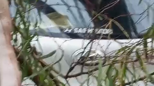 लखनऊ। रेलवे इंडोर हॉस्पिटल की बाउंड्री में बड़ा पेड़ गिरने से कई गाड़ियां पेड़ के नीचे दभी कुछ समय पहले ही पेड़ गिरा।