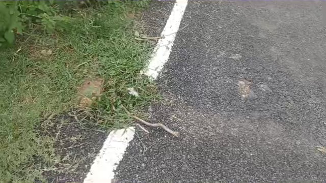 मुख्य मंत्री ग्रामीण सड़क कि गुणवत्ता पर उठा सवाल,संवेदक कि लापरवाही से छह महीने के भीतर सड़क हुआ जर्जर:जिम्मेदार कौन 