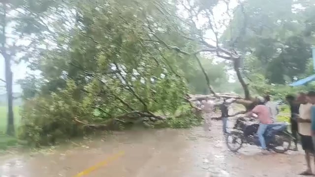 जनपद आजमगढ़ के बिलरियागंज रोड पर आंधी तूफान से गिरा पेड़ ग्राम वासी हटाने की व्यवस्था कर रहे हैं