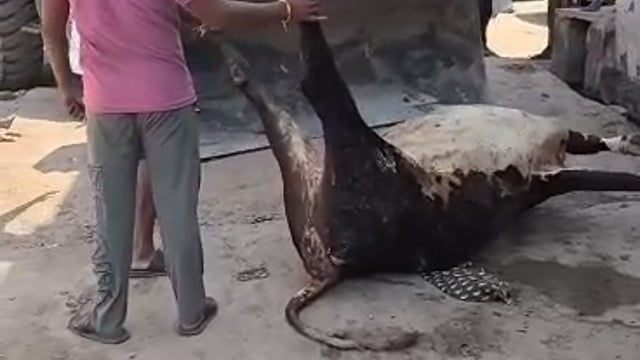 कचरे के ढेर में मृत नंदी! वार्ड 29 में जेसीबी से निस्तारण का वीडियो वायरल, नगर परिषद की कार्यप्रणाली पर उठे सवाल