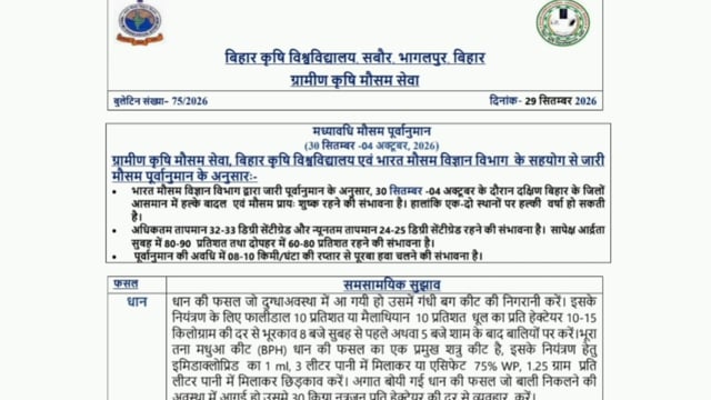 धान की फसल पर कीटों का खतरा, किसान रहें सतर्क