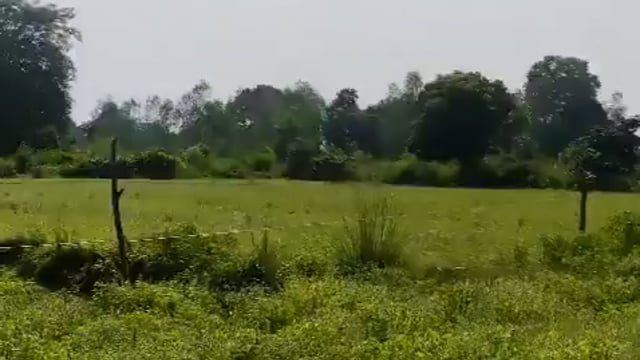 बाराबंकी के सुबेहा थाना क्षेत्र के शरीफाबाद गांव के पास मोहली जंगल में तेंदुआ दिखने का दावा किया जा रहा है इस वीडियो के सामने आने के बाद आसपास के इलाके में लोगो में भय का माहौल है, वन विभाग की टीम तेंदुए को Track कर रही है।