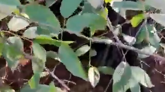 कूनो में फिर गूंजी चीतों की किलकारी

मध्य प्रदेश के कूनो राष्ट्रीय उद्यान में मादा चीता KJP21 ने