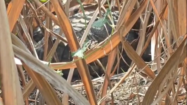 देवणी खुर्द येथे ऊसाच्या शेतात महाकाय मगर आढळून आल्याने खळबळ
