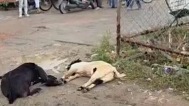 मथुरा के गोवर्धन चौराहे पर विद्युत विभाग की लापरवाही आई सामने, ट्रांसफार्मर की जाली में करंट उतरने से, दो बकरियों की, मौत,,