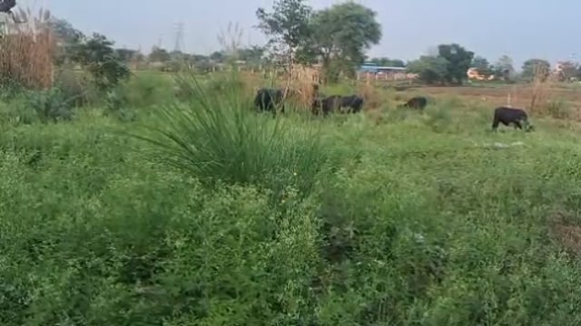 फरह क्षेत्र गांव  कुरकन्दा का एक ऐसा शमशान जहां किसी प्रकार की कोई सुविधा उपलब्ध नहीं है लाइव न्यूज़