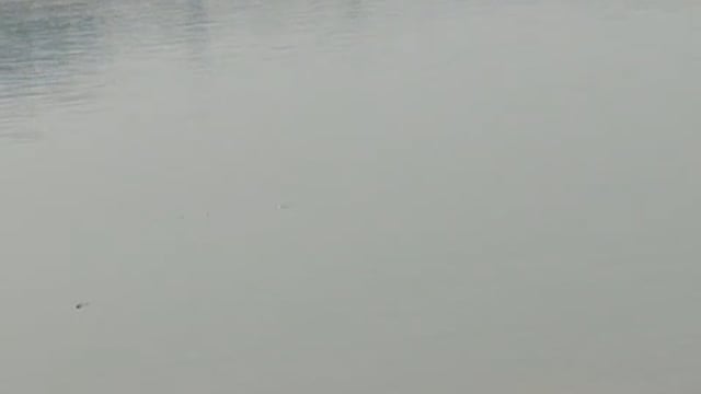 पिनाहट क्योरी घाट परचंबल में अवैध नावों का खेल! वीडियो वायरल, प्रशासन में हड़कंप
