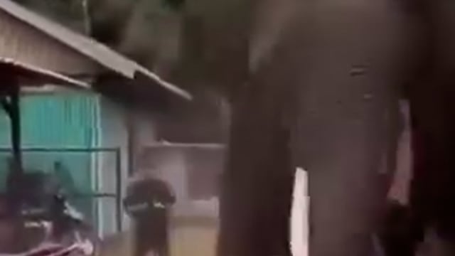 ● वाराणसी - रामनगर की रामलीला में बेकाबू हुआ हाथी, 
महावत को पटककर किया घायल, 
कई दुकानों, मकानों, वाहनों और बिजली के खंभों को पहुंचाया नुकसान, 
इलाके में घंटों मची रही अफरा-तफरी,
 हाथी को काबू करने के लिए गोरखपुर चिड़ियाघर की टीम ने ट्रैंक्विलाइजर का इस्तेमाल किया।