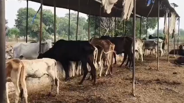 कहां गांव के हनुमान मंदिर में चढ़ाया गया 11 किलो का प्रसादी चोला हुआ ब्राह्मण भोज