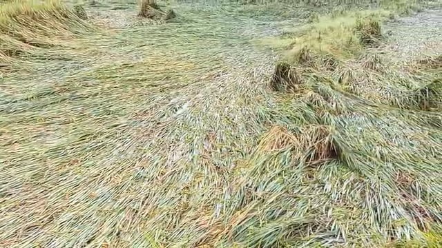 बलिया जनपद में दिखा अर्नव तूफान का असर,किसानों की फसल हुई नुकसान