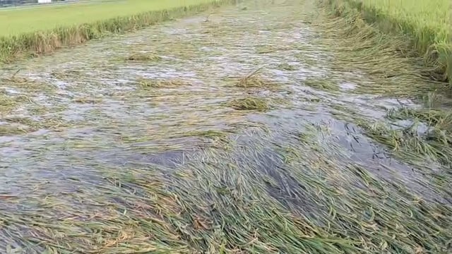 चक्रवाती तूफान ने मचाई तबाही, किसानों की फसल बर्बाद 