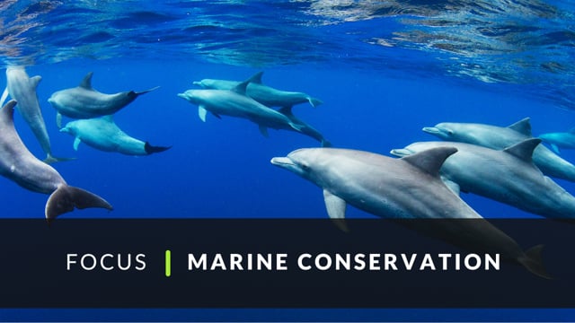 GVI Marine Conservation 