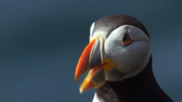 Puffin Patrol Trailer (International)
